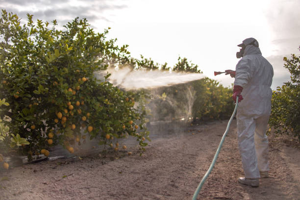 Best Local Pest Control Services  in Washington Mills, NY