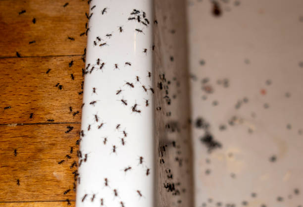 Best Pest Prevention Services  in Washington Mills, NY